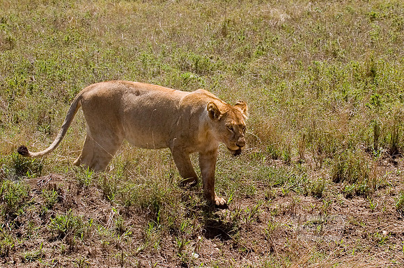 CRW_0995
