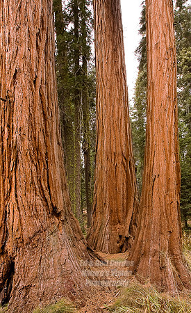 Yosemite Sequoia 2008-8125