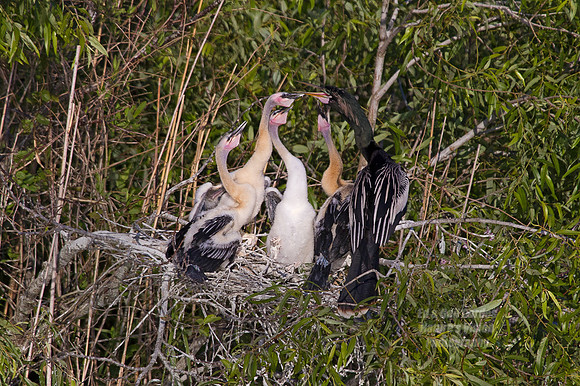 7D 2013-03-08-9520