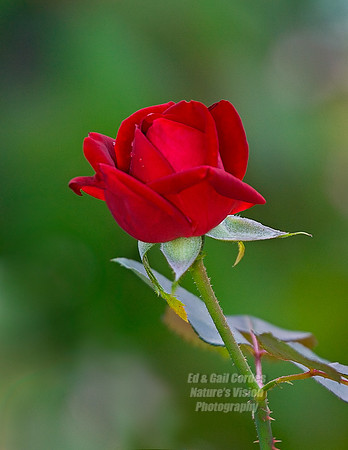 Rose With Dew Print2