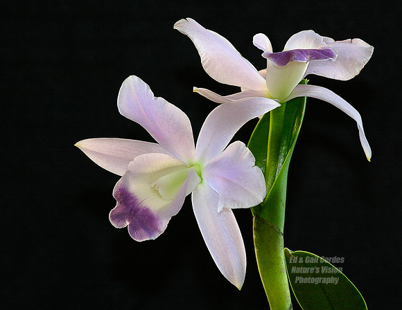 Mickey's Orchid