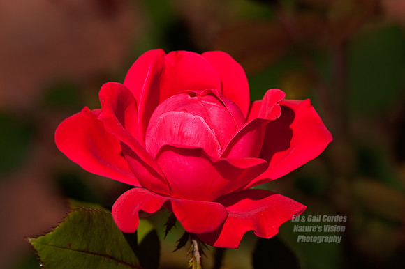 Red Rose 3