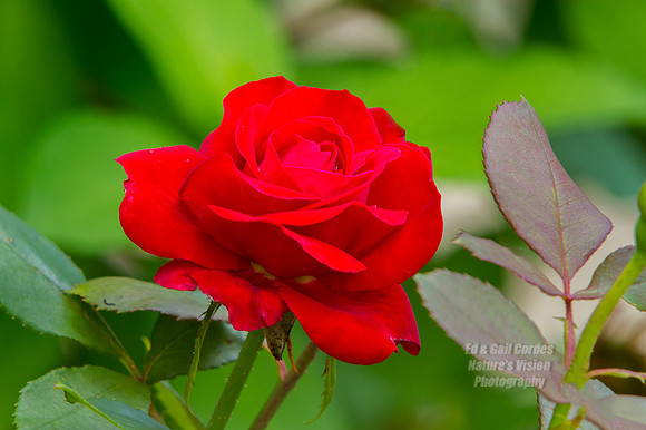 7D 2013-07-21-1060