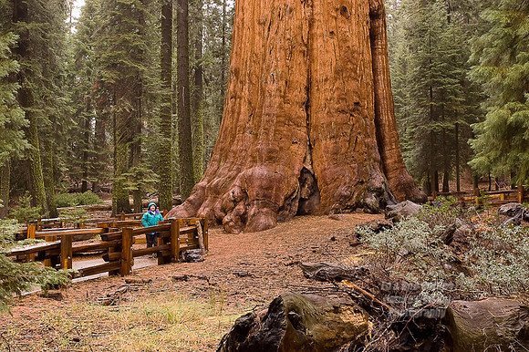 Yosemite Sequoia 2008-8147