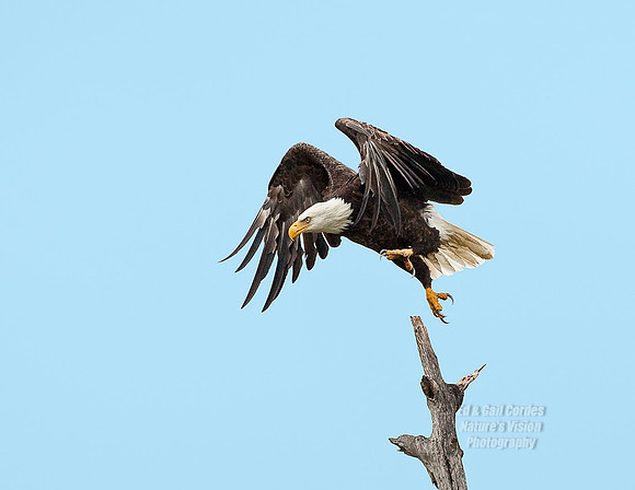 Eagle Ready Set Go 2009-09-27-3773-EditPrint2Blue
