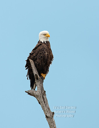 Eagle Posing Blue2009-09-27-3755