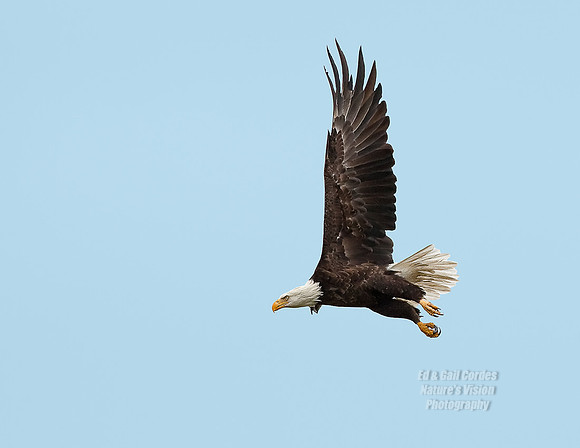 Eagle Flight 1 2009-09-27-3774Website