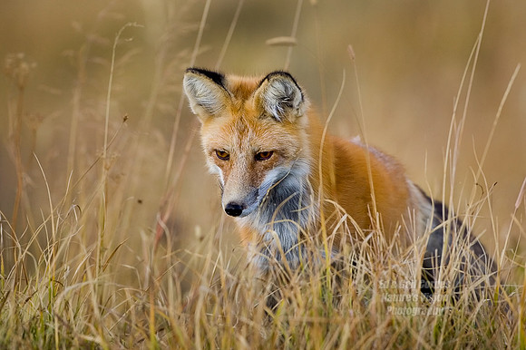 Red Fox About To Pounce