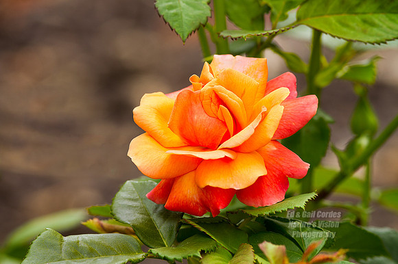 7D 2013-07-21-1164