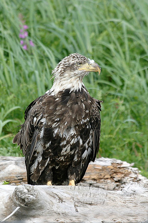 Alaska 2004-6945
