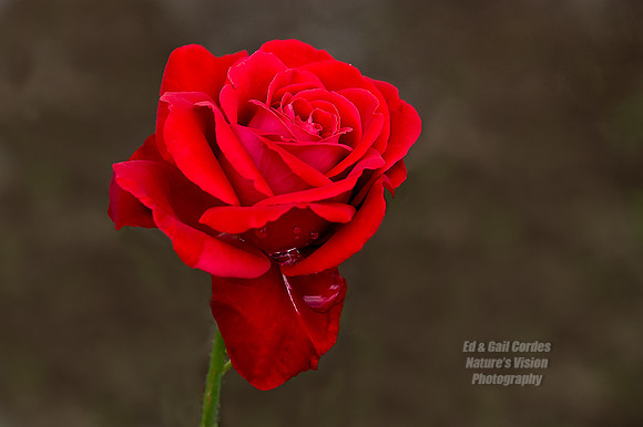 Rose Catching Rain