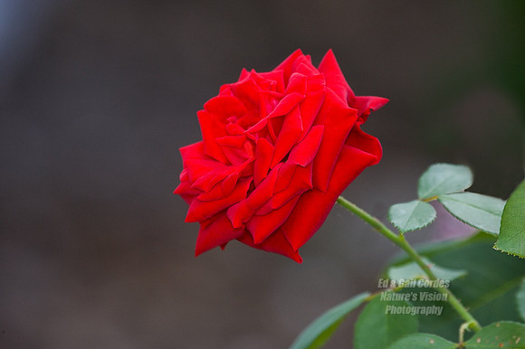 Rose 2