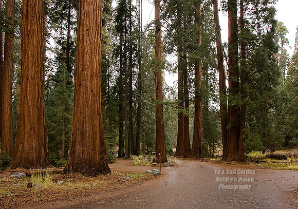 Yosemite Sequoia 2008-8099