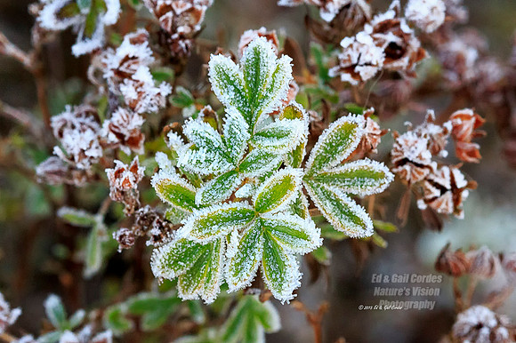 Ed 7D2 2015-12-09-0402