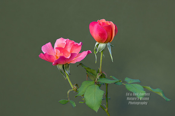 7D 2010-06-30-5781