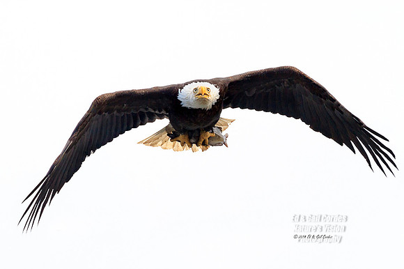 7D 2014-06-16-9068 A