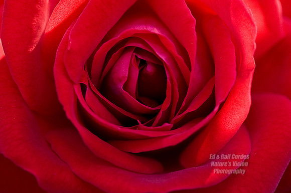 Deep Red