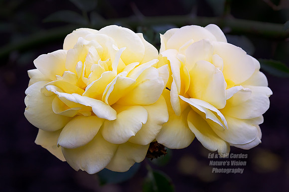 1D4 2012-07-01-0685