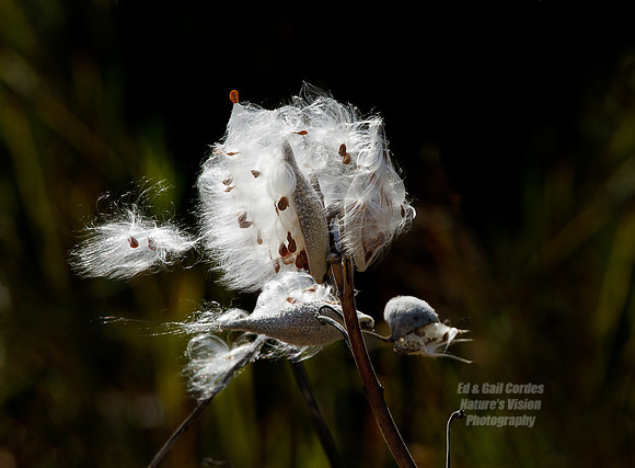 7D 2012-09-29-6535
