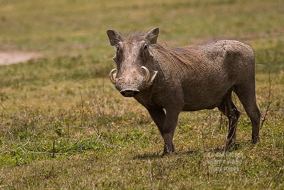 CRW_0815