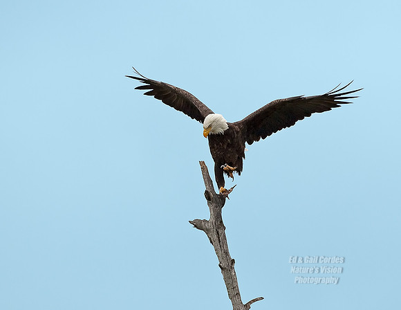 Eagle Dancing 1 Blue 2009-09-27-3767