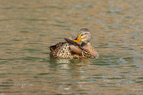 R5 2022-03-06-1272-Edit