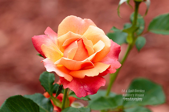 7D2G 2016-07-10-9651