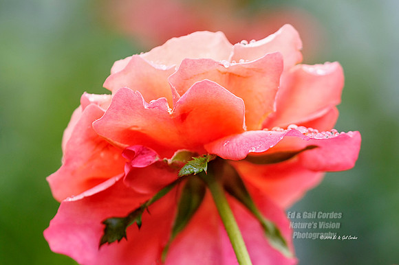 7D2G 2016-07-10-9679