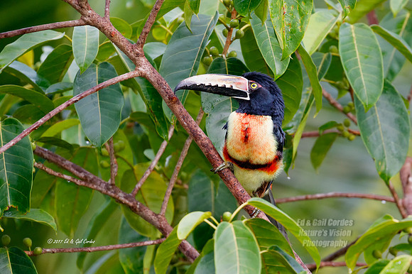 7D2G 2017-01-20-5649
