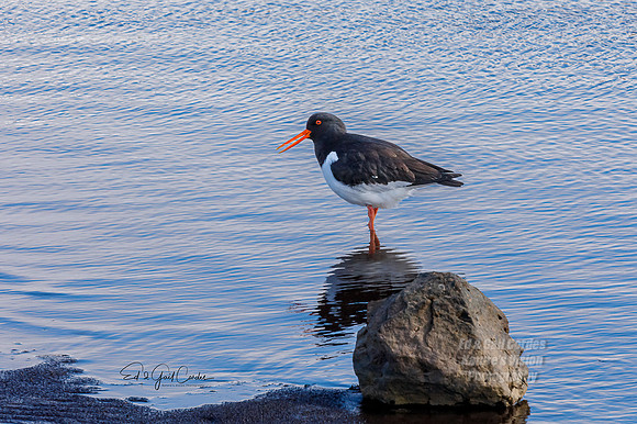 5D4 2022-05-09-3527-Edit