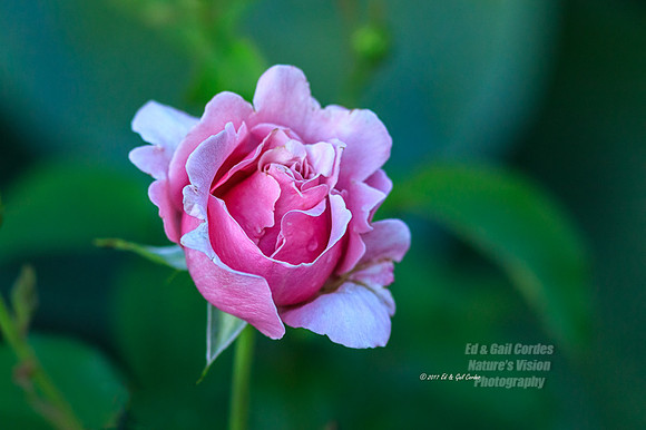5D4 2017-06-15-1656