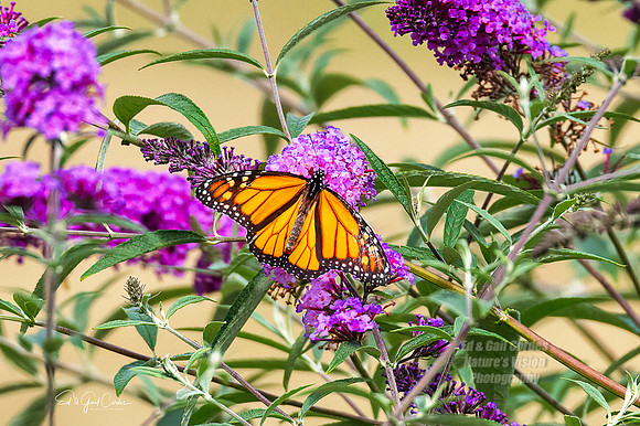 R5 2022-08-18-4136-Edit