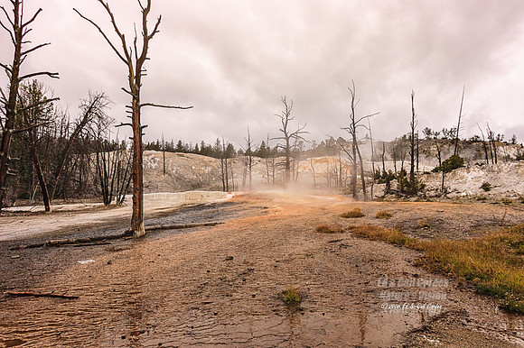 Yellowstone 2006-8491