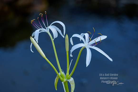 R5  2022-07-04-3506-Edit