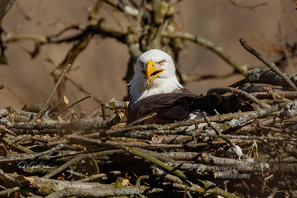 7D2E 2022-03-06-0868-Edit