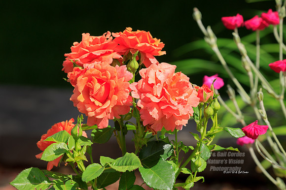 5D4 2017-06-26-1770