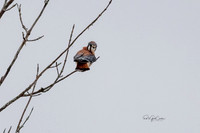 R5 2022-01-12-9803-Edit