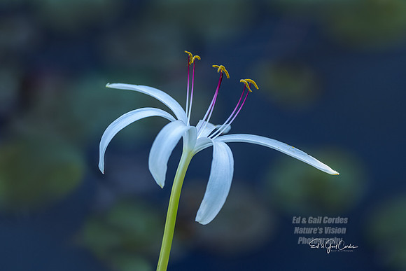 R5  2022-07-04-3509-Edit