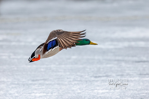 R5 2022-01-19-0048-Edit
