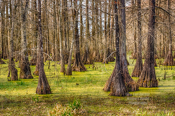 7D2E 2018-02-27-1460_HDR