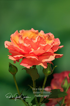 7D2E 2018-06-23-2238