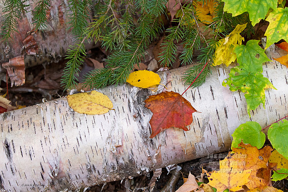 7D 2014-09-29-9372