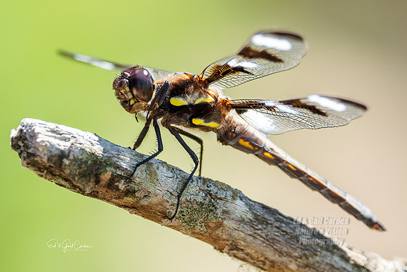 R5  2022-07-04-3491 A-Edit