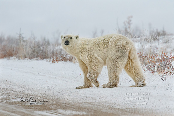 7D2G 2018-11-04-4587