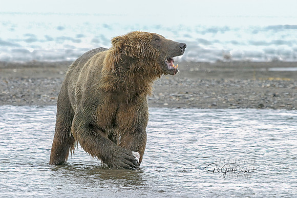 Alaska 2004-7159_output Crop