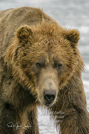 Alaska 2004-7218_output Crop