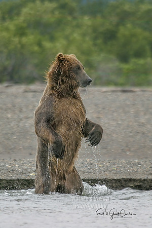 Alaska 2004-7287_output Crop