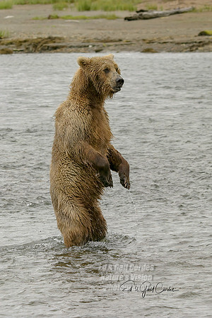 Alaska 2004-6586_output Crop