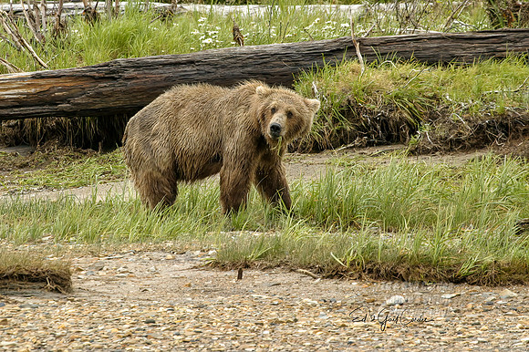 Alaska 2004-6545_output Crop