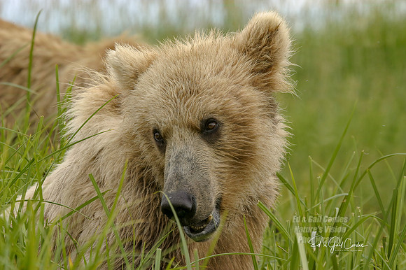 Alaska 2004-6632_output Crop